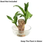 Lucky Wood Without Bowl